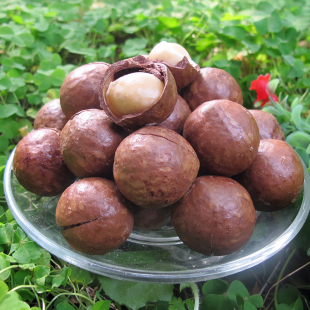  远山 奶油味夏威夷果500g 送开口器 夏威夷果250g*2特价三份包邮