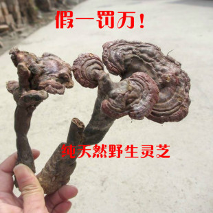  1斤9折包邮 整枝野生灵芝灵芝茶 可切片磨粉 赤灵芝野灵芝片护肝