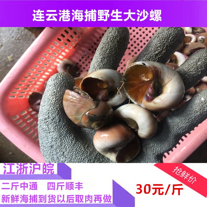 今日海鲜海鲜水产新鲜新鲜大沙螺 大香螺 新鲜甜螺红 沙螺一斤装在类目 水产肉类/新鲜蔬果/熟食, 海鲜/水产品/制品, 贝类, 贝类制品中 - 来自Buy2taobao.com提供专业的淘宝代购服务