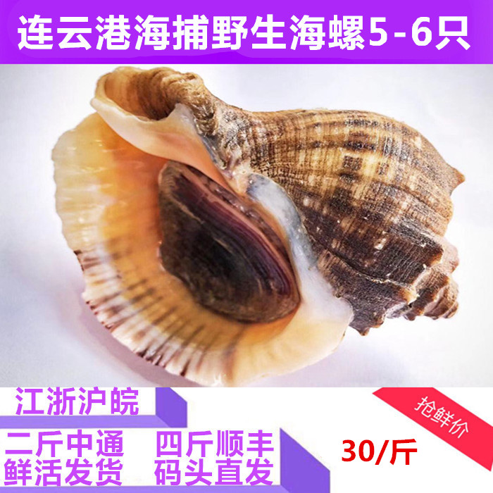 今日海鲜水产 新鲜中海螺 连云港特产 海鲜水产鲜活一斤6只在类目 水产肉类/新鲜蔬果/熟食, 海鲜/水产品/制品, 贝类, 贝类制品中 - 来自Buy2taobao.com提供专业的淘宝代购服务