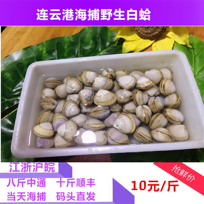 海鮮水産新鮮水産鮮活貝類蛤蜊白蛤白蛤蜊野生鮮活海鮮壹斤裝在類目 水產肉類/新鮮蔬果/熟食, 海鮮/水產品/製品, 貝類, 貝類製品中 - 來自Buy2taobao.com提供專業的淘寶代購服務