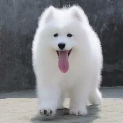 小狗纯白萨摩耶幼犬宠物活物纯种狗狗大型可爱巨型活体真狗活幼体|ruв категории электронный словарь/электрический бумажных книг/канцелярские принадлежности, полиграфической продукции, экспресс - специальный пакет, сумка - от Buy2taobao.com для оказания профессиональной услуги покупки агента Taobao