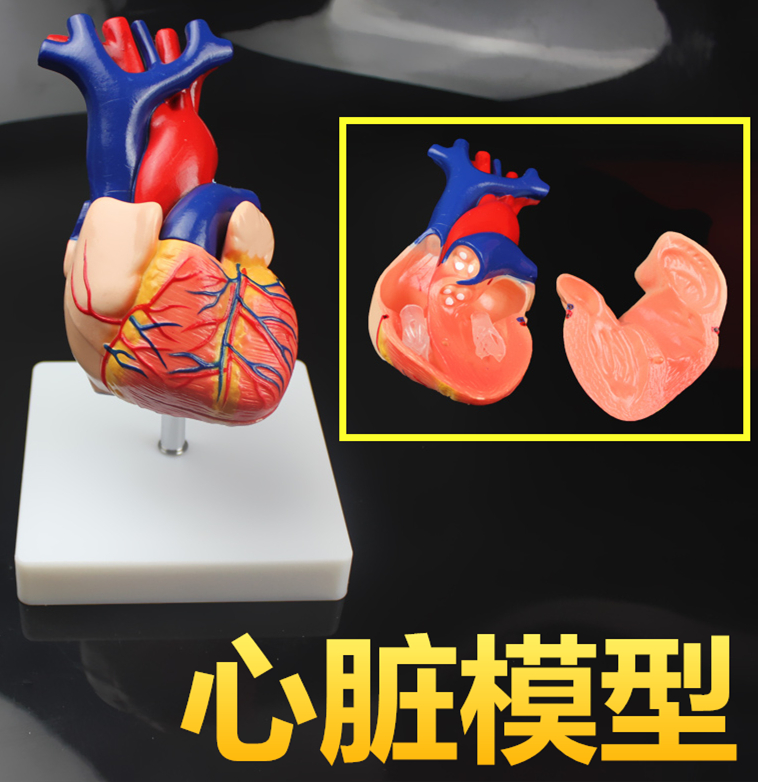 醫用1:1自然大人體心髒模型B超彩超聲模型教學模型內科解剖帶底座在類目 玩具/童車/益智/積木/模型, 靜態模型, 其他模型玩具中 - 來自Buy2taobao.com提供專業的淘寶代購服務