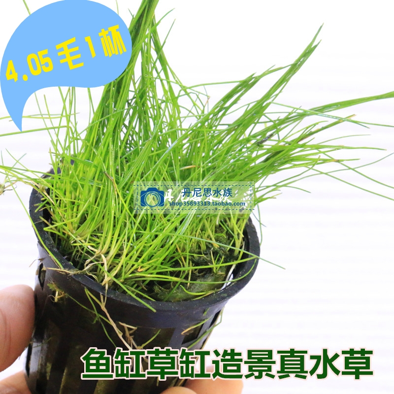 热卖观赏鱼缸草缸造景真水草 牛毛草 牛毛毡草皮 迷你牛毛在类目 宠物/宠物食品及用品, 水族世界, 鱼缸等水族设备, 水草中 - 来自Buy2taobao.com提供专业的淘宝代购服务