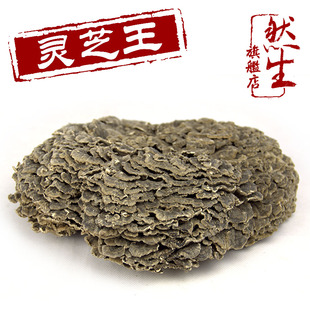  然生 特大野生灵芝王 源于云南深山云芝 直径28厘米 重量560克