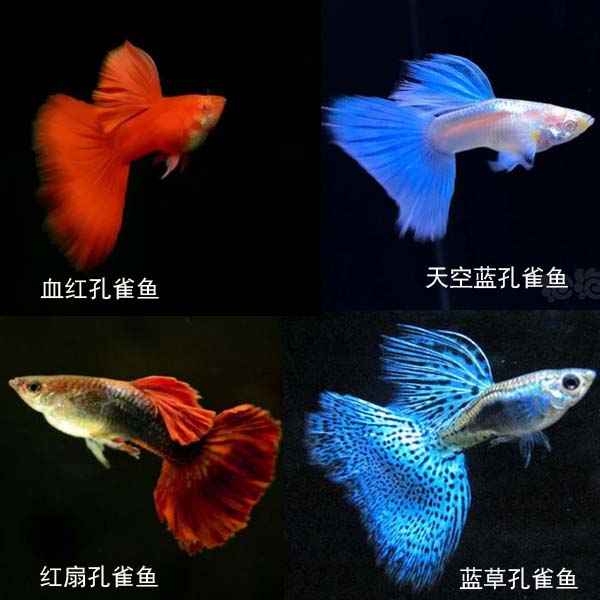 孔雀鱼纯种美国血红孔雀鱼凤尾鱼小型热带鱼淡水胎生观赏鱼易繁殖|ruв категории животное/Животное питание и принадлежностей, аквариум мира, рыба - от Buy2taobao.com для оказания профессиональной услуги покупки агента Taobao