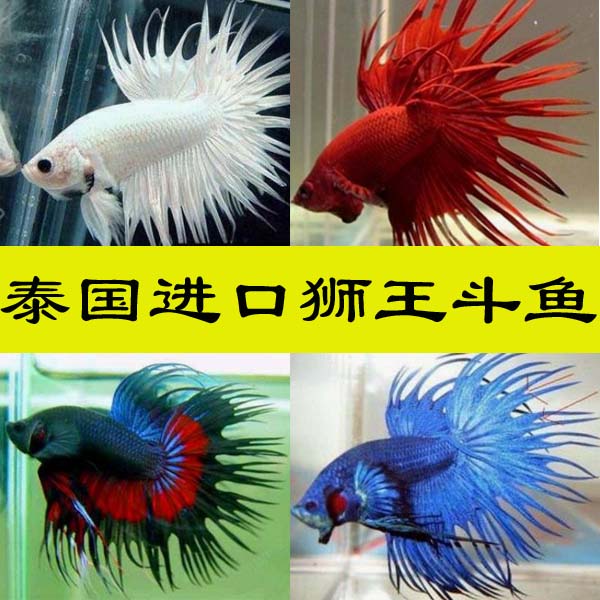 狮王斗鱼活鱼精选泰国斗鱼活体小型热带鱼观赏鱼半月将军马尾斗鱼|ruв категории животное/Животное питание и принадлежностей, аквариум мира, рыба - от Buy2taobao.com для оказания профессиональной услуги покупки агента Taobao