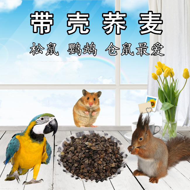 倉鼠糧食天然谷物松鼠糧營養豐富膳食纖維 鹦鹉飼料帶殼荞麥100G在類目 寵物/寵物食品及用品, 鳥類及用品, 鳥食中 - 來自Buy2taobao.com提供專業的淘寶代購服務