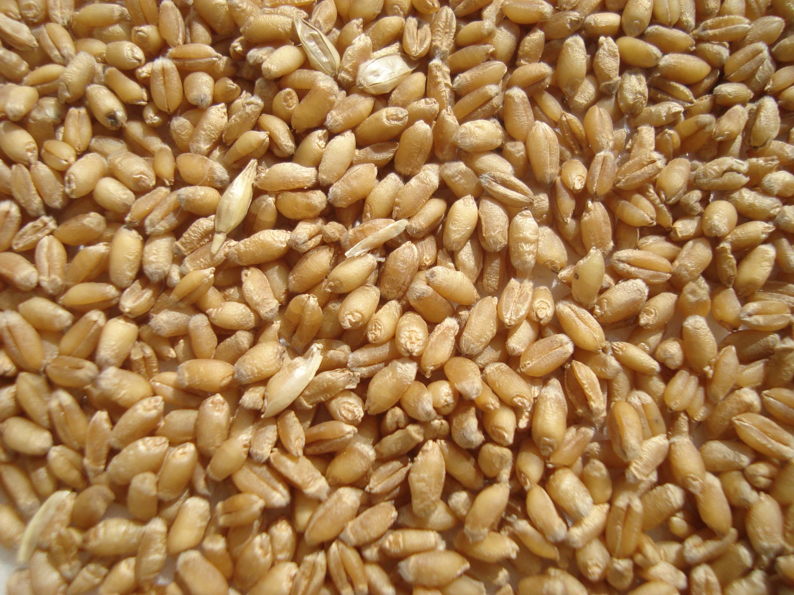 barley 大麥 – Zhuoni