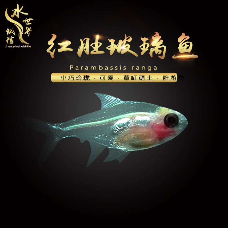 Raise South America Glass Fish living thing small-scale Tropical Fish Ornamental fish Pets transparent Shoal of fish Fishin the Pet/Pet food and supplies , Aqua World , Fish category - from Buy2taobao.com to provide professional Taobao agent buy service