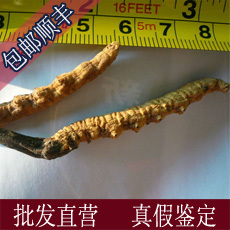  【张氏四川虫草】阿坝冬虫夏草,短把子虫草王2条1克，不苦才正宗