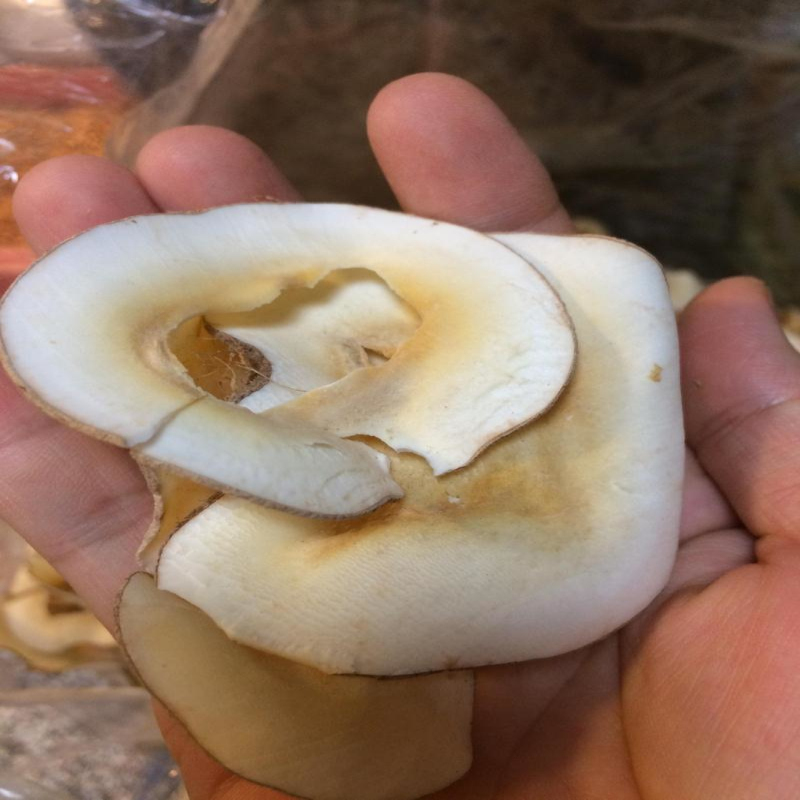 海底椰海底椰片原色味香浓无硫海椰子片干货500g清热煲汤甜品汤料在类目 传统滋补营养品, 其他传统滋补品, 传统滋补品其他中 - 来自Buy2taobao.com提供专业的淘宝代购服务