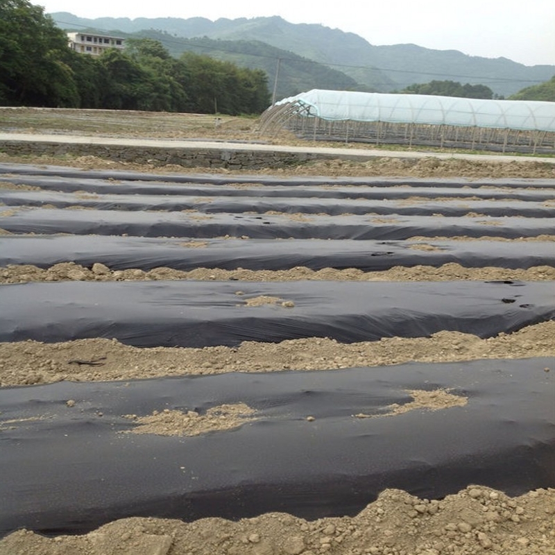 黑色地膜 薄膜塑料薄膜 黑地膜 黑膜农用膜大棚膜种菜 覆盖膜地膜在类目 鲜花速递/花卉仿真/绿植园艺, 园艺用品, 其它园艺用品中 - 来自Buy2taobao.com提供专业的淘宝代购服务