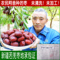 上下架计划:三星新疆红枣若羌枣500g 新枣灰枣批发包邮 枣子特产 楼兰蜜语