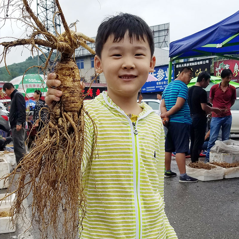 Large fresh ginseng Catty Paojiu material Changbai ginseng Fresh ginseng Preservation Senate Wild ginsengin the Traditional nourishing food , Ginseng tonic , Ginseng/Garden ginseng category - from Buy2taobao.com to provide professional Taobao agent buy service