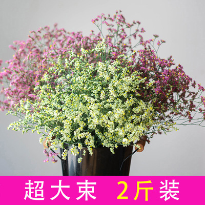 云南满天星天然干花花束勿忘我风干鲜花ins网红真花插花装饰摆件