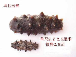  淡干海参 野生海参 威海刺参 海参 海参淡干 海参干货 单只出售