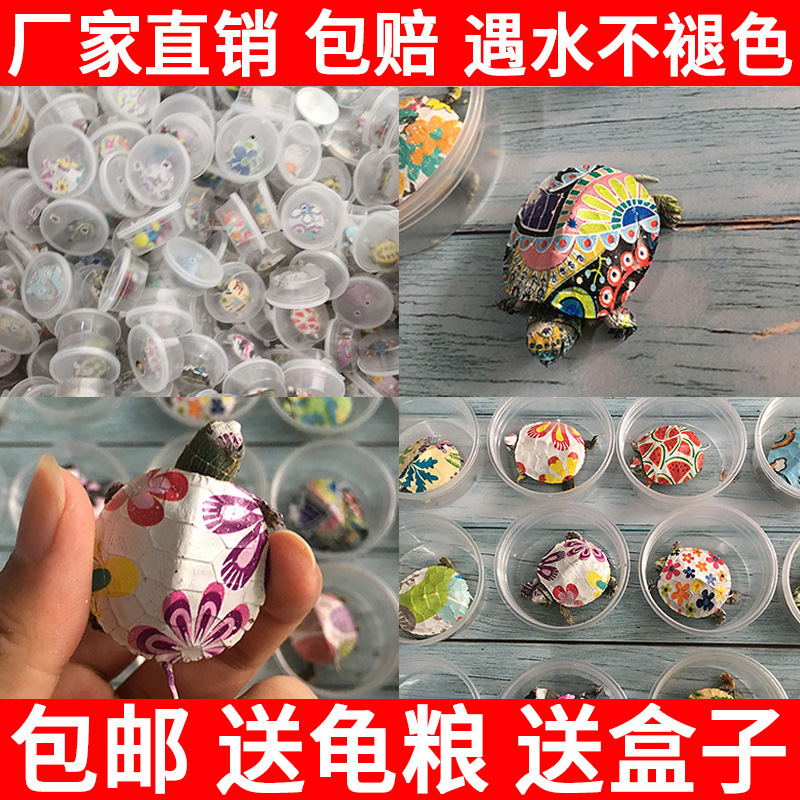 抖音网红七彩小乌龟活体宠物龟炫彩巴西龟苗彩绘花背招财龟彩色龟|ruв категории животное/Животное питание и принадлежностей, аквариум мира, черепаха/черепаха - от Buy2taobao.com для оказания профессиональной услуги покупки агента Taobao