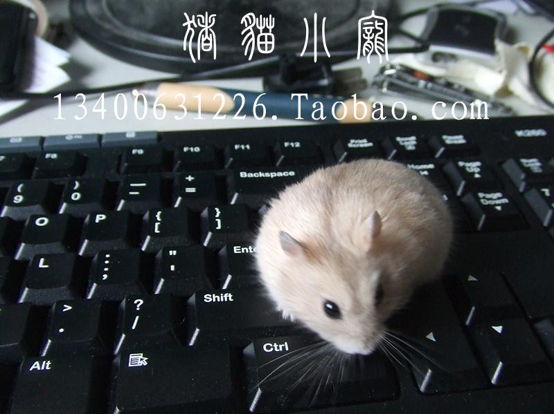 Baby hamster Xiamen hamster Silver fox Purple positions Three line Pudding Bear Wait( 50 From the grant)in the Pet/Pet food and supplies , Class pet hamsters and other small , Hamsters category - from Buy2taobao.com to provide professional Taobao agent buy service
