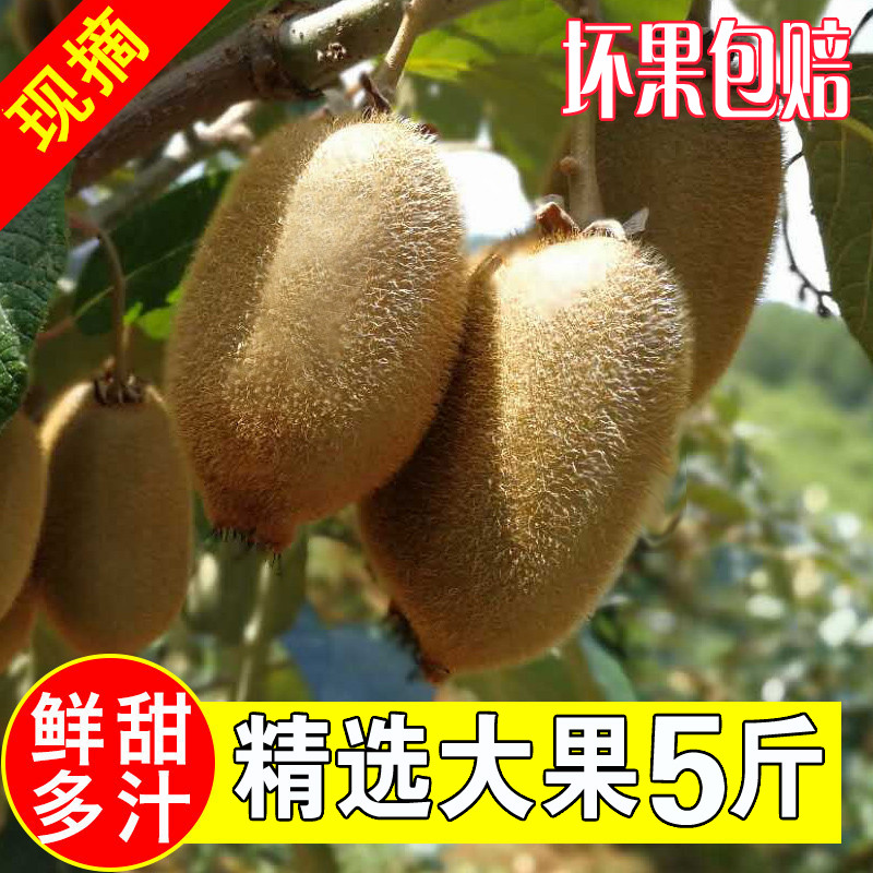 精选大果绿心猕猴桃新鲜水果5斤包邮现摘奇异果超甜多汁泥弥猴桃|msdalam kategori daging perikanan/Buah-buahan segar dan sayur-sayuran/dimasak, buah-buahan segar, Kiwi/Kiwi - dari Buy2taobao.com untuk memberikan perkhidmatan ejen Taobao profesional membeli