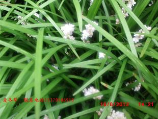 地被植物 花卉 麦冬草 耐阴 耐旱 耐寒 四季常绿