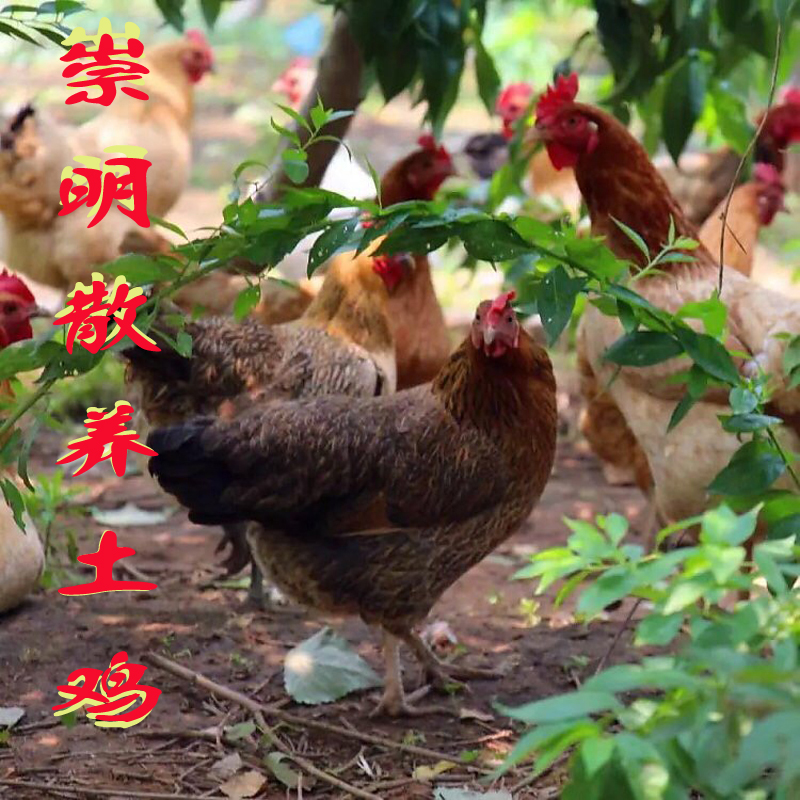 崇明生态散养老母鸡走地鸡土鸡谷物喂养鸡肉整鸡下蛋鸡1000克特惠在类目 水产肉类/新鲜蔬果/熟食, 生肉/肉制品, 鸡肉类, 整鸡中 - 来自Buy2taobao.com提供专业的淘宝代购服务