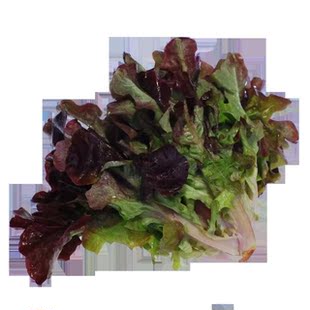 【嗨庄园】新鲜蔬菜 有机罗沙红生菜200g