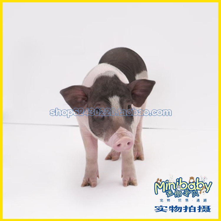 Pets live authentic pet miniature pigs grow fragrant purebred mini pet pig pig full passenger