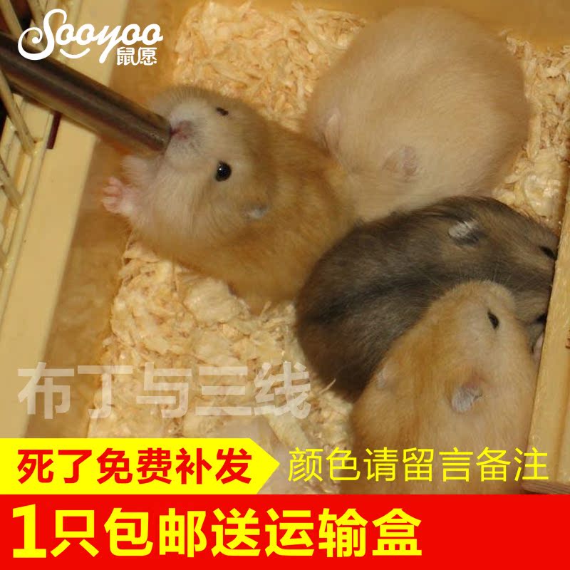 【鼠愿】仓鼠活体布丁迷你小银狐紫仓三线宠物侏儒鼠幼崽情侣宝宝在类目 宠物/宠物食品及用品, 仓鼠类及其它小宠, 仓鼠中 - 来自Buy2taobao.com提供专业的淘宝代购服务