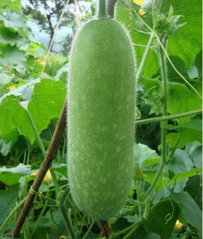 【开心果果】有机蔬菜种子 小冬瓜 毛节瓜种子