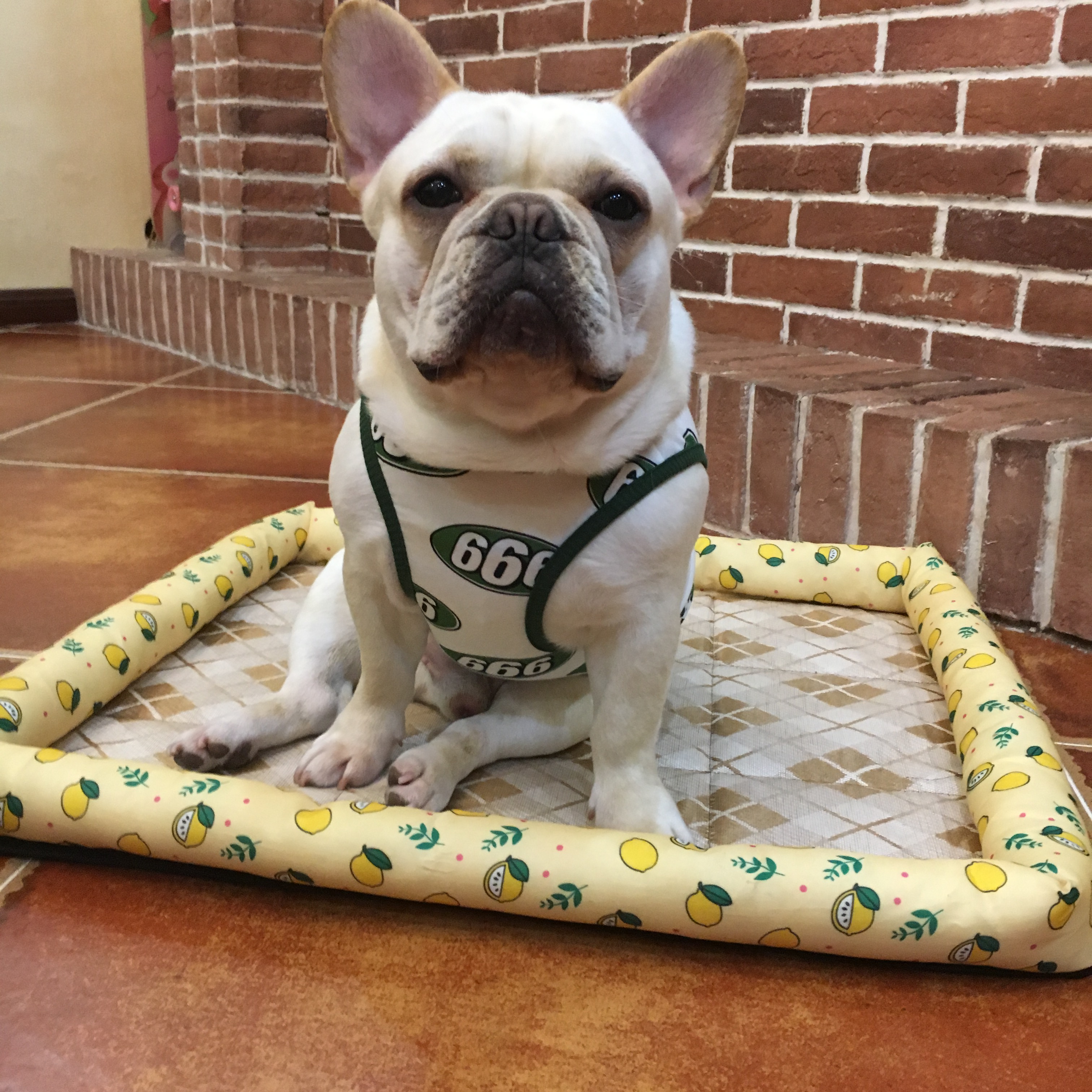 doughnut France bucket vest Dogs clothes Summer wear Thin section 666 pattern Feet Cotton comfortable elasticin the Pet/Pet food and supplies , Pet apparel and accessories , Pet clothing/Raincoat category - from Buy2taobao.com to provide professional Taobao agent buy service