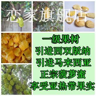  果树苗木 木菠萝 苞萝 菠萝蜜苗 菠萝蜜树苗 果树苗 果苗当年结果