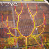 食虫植物-叉叶茅膏菜（多叉）(L)
