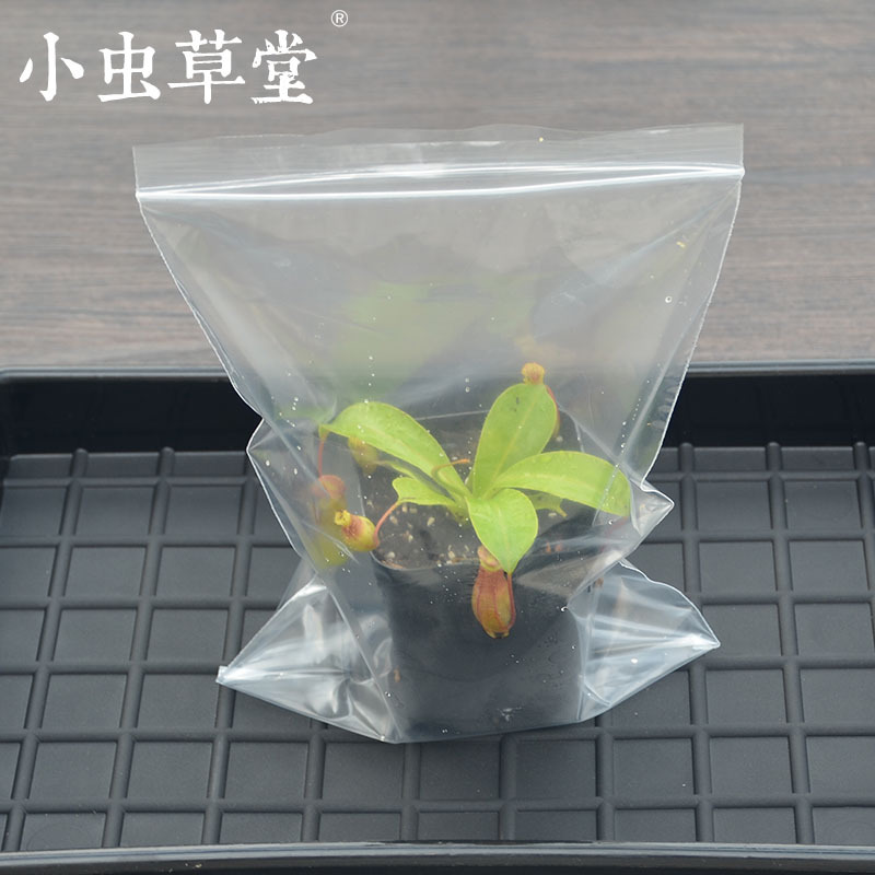 自封袋食虫植物猪笼草捕蝇草茅膏菜盆栽移栽换盆缓苗扦插套袋保湿在类目 鲜花速递/花卉仿真/绿植园艺, 花瓶/花器/花盆/花架(新), 花盆中 - 来自Buy2taobao.com提供专业的淘宝代购服务