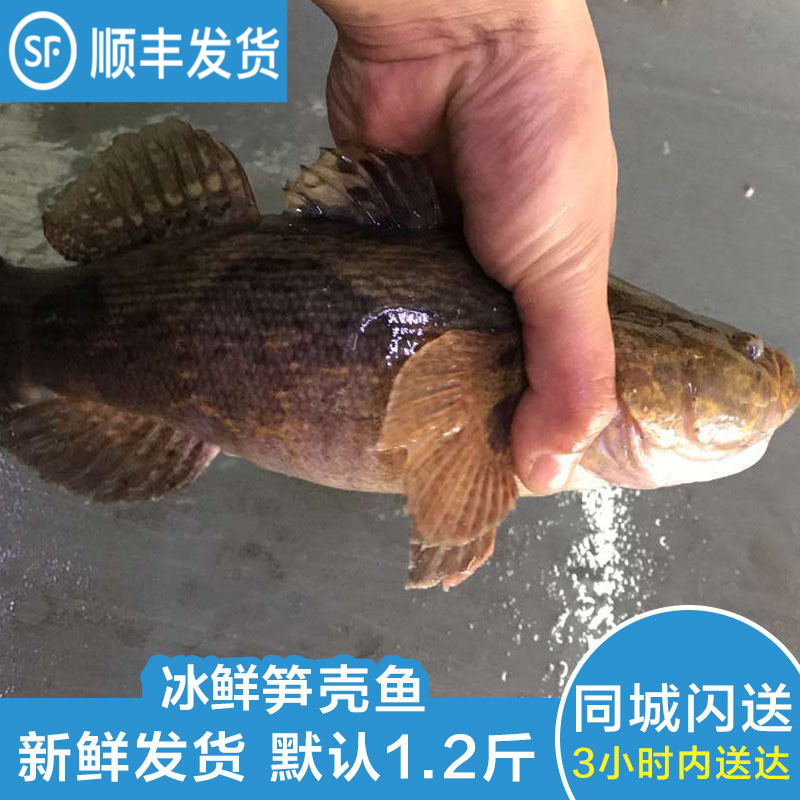 新鲜笋壳鱼鲜活速冻千岛湖淡水鱼冰鲜野生鱼水产品虎头鱼1-1.3斤在类目 水产肉类/新鲜蔬果/熟食, 海鲜/水产品/制品, 淡水鱼类中 - 来自Buy2taobao.com提供专业的淘宝代购服务
