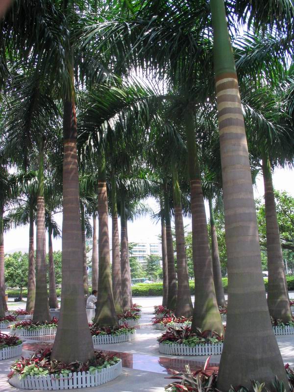 包邮大王椰树椰王苗椰子树公园小区别墅风景树南方绿化树易活树苗|ruв категории доставка цветов/цветок моделирования/растения садоводства, садовое растение/даосское дерево/фруктовых деревьев, даосское дерево/дерево - от Buy2taobao.com для оказания профессиональной услуги покупки агента Taobao