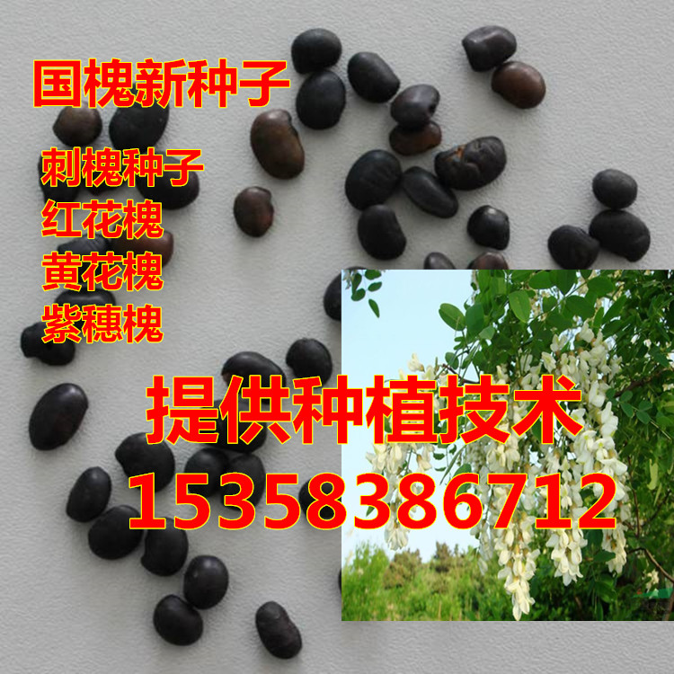 新采国槐种子速生国槐树种子黄花槐红花槐刺槐种子紫穗槐刺槐树籽在类目 鲜花速递/花卉仿真/绿植园艺, 花卉/蔬果/草坪种子(新), 家庭园艺种子中 - 来自Buy2taobao.com提供专业的淘宝代购服务