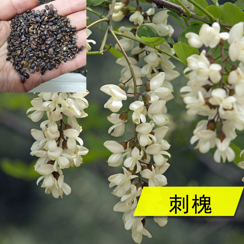 新采刺槐种子洋槐种子蜜源槐树 可作为嫁接红花香花槐砧木在类目 鲜花速递/花卉仿真/绿植园艺, 花卉/蔬果/草坪种子(新), 家庭园艺种子中 - 来自Buy2taobao.com提供专业的淘宝代购服务