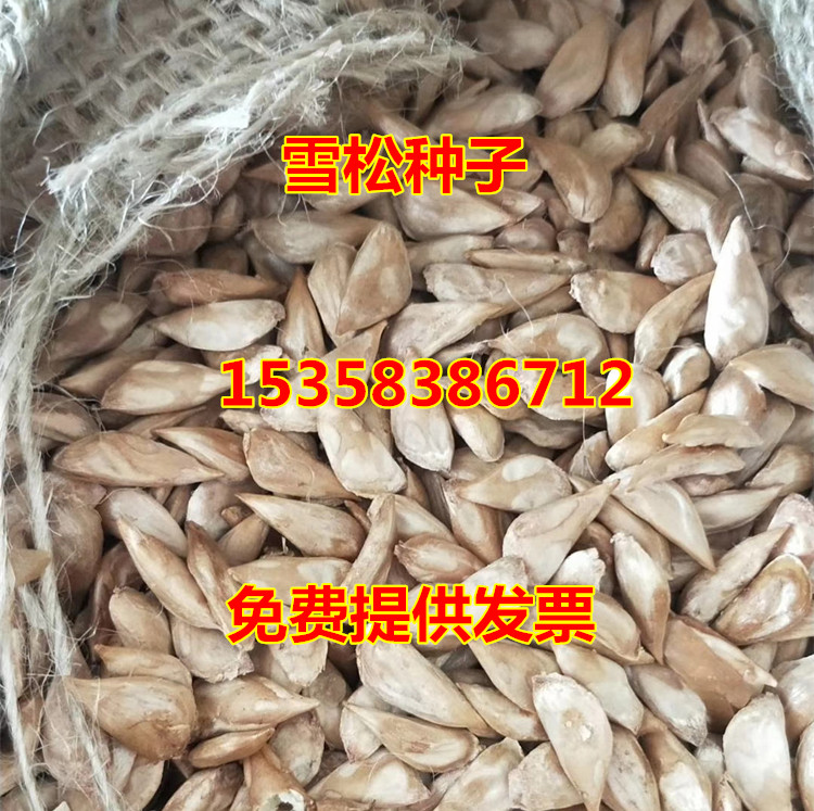 雪松种子 印度雪松树种子 雪松籽 宝塔松 绿化树种林木种子在类目 鲜花速递/花卉仿真/绿植园艺, 花卉/蔬果/草坪种子(新), 家庭园艺种子中 - 来自Buy2taobao.com提供专业的淘宝代购服务