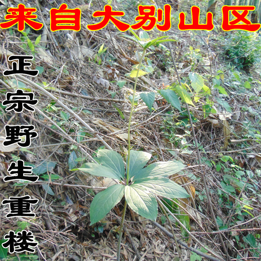 new goods quality goods wild Chonglou Chinese herbal medicines Dabie Mountains Paris A flower Grass River car 50 gramin the Traditional nourishing food , Medicinal and Edible Food , Other Medicinal and Edible Food category - from Buy2taobao.com to provide professional Taobao agent buy service