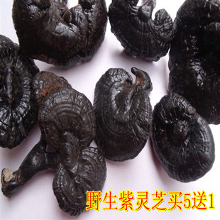  同仁堂级别云南纯野生紫灵芝 林芝 护肝/降脂降糖降压安神
