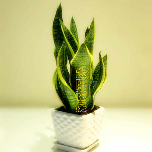 Indoor potted Phnom Penh tiger Piran Formaldehyde absorption/Radiation protection Succulent plantsin the Flower delivery/Flowers simulation/Plants gardening , Flowers/Potted plants (New) , Succulents category - from Buy2taobao.com to provide professional Taobao agent buy service