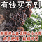 上下架计划:湖南土特产 通道真正深山野生小木耳 黑木耳 细云耳 无脚免摘干货