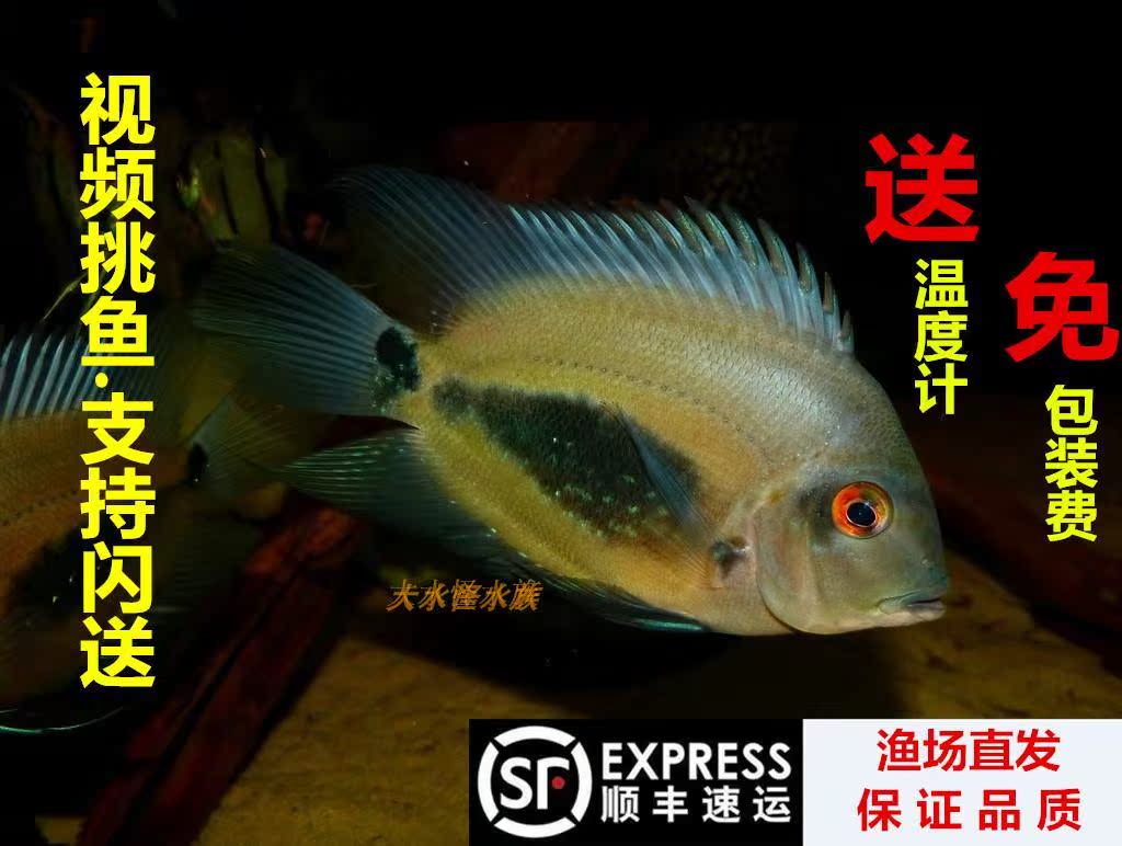 南美坊精品美鲷黑云鱼 大吉大利 三角鲷 龙缸配鱼活体热带观赏鱼在类目 宠物/宠物食品及用品, 水族世界, 鱼中 - 来自Buy2taobao.com提供专业的淘宝代购服务