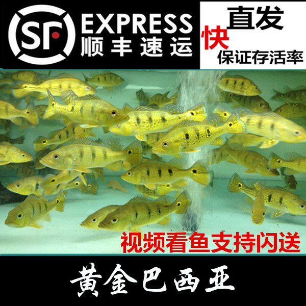 黃金巴西亞活體野生帝王三間 高品質金三間純種巴西亞在類目 寵物/寵物食品及用品, 水族世界, 魚中 - 來自Buy2taobao.com提供專業的淘寶代購服務
