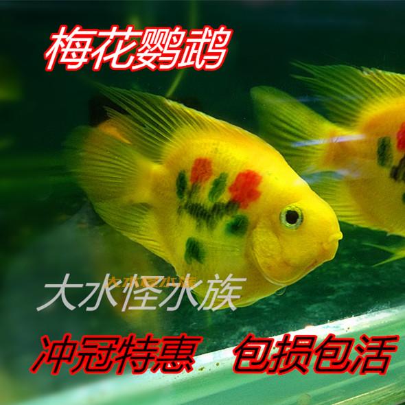 中大型观赏鱼 梅花发财鱼梅花鹦鹉鱼风水财神鱼纹身鹦鹉活体 包活在类目 宠物/宠物食品及用品, 水族世界, 鱼中 - 来自Buy2taobao.com提供专业的淘宝代购服务