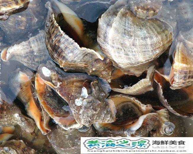 连云港特产野生海捕鲜活海螺 大海螺一斤3-4个新鲜活海螺 贝类|msdalam kategori daging perikanan/Buah-buahan segar dan sayur-sayuran/dimasak, makanan laut/produk akuatik/produk, lain - dari Buy2taobao.com untuk memberikan perkhidmatan ejen Taobao profesional membeli