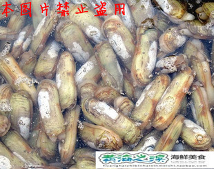  新鲜海鲜  鲜活蛏子 双头蛏子 海蚬 刀蚬 无沙 鲜美无比250克