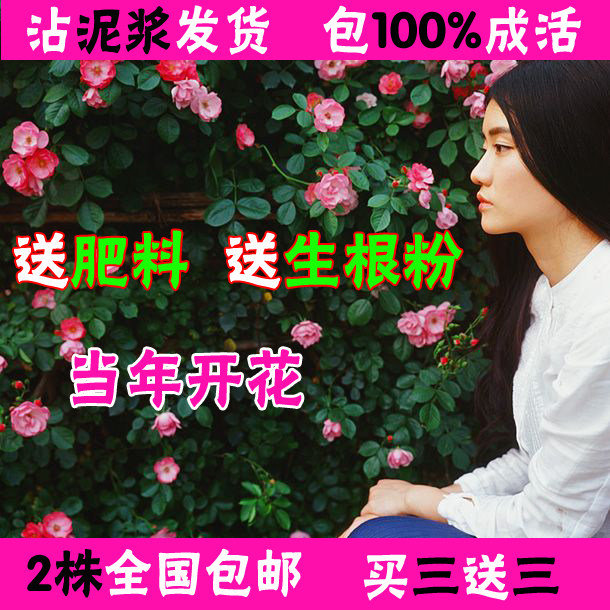 蔷薇苗 蔷薇花苗 多花 玫瑰苗 藤本月季爬藤花卉 攀援植物 包邮