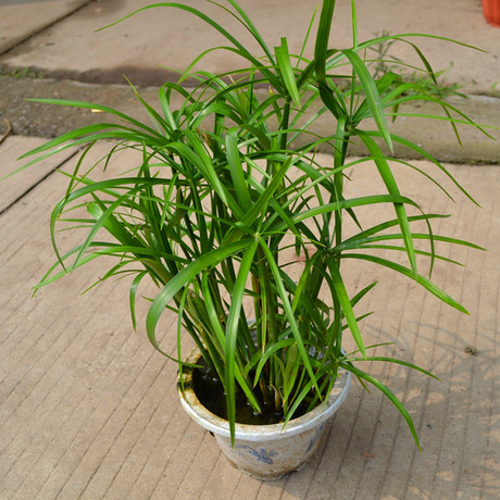 苏州花卉绿植批发市场 台湾竹子 水竹 水培植物